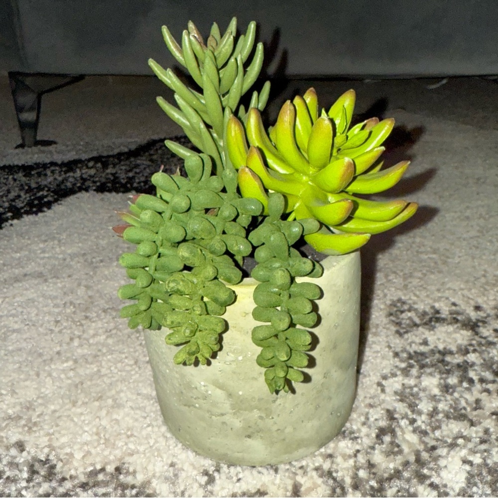 Plant succulent in pot green rocks Green Succulent Arrangement in Gray Planter